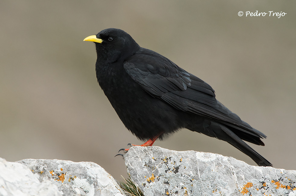 Chova piquigualda (Pyrrhocorax graculus)